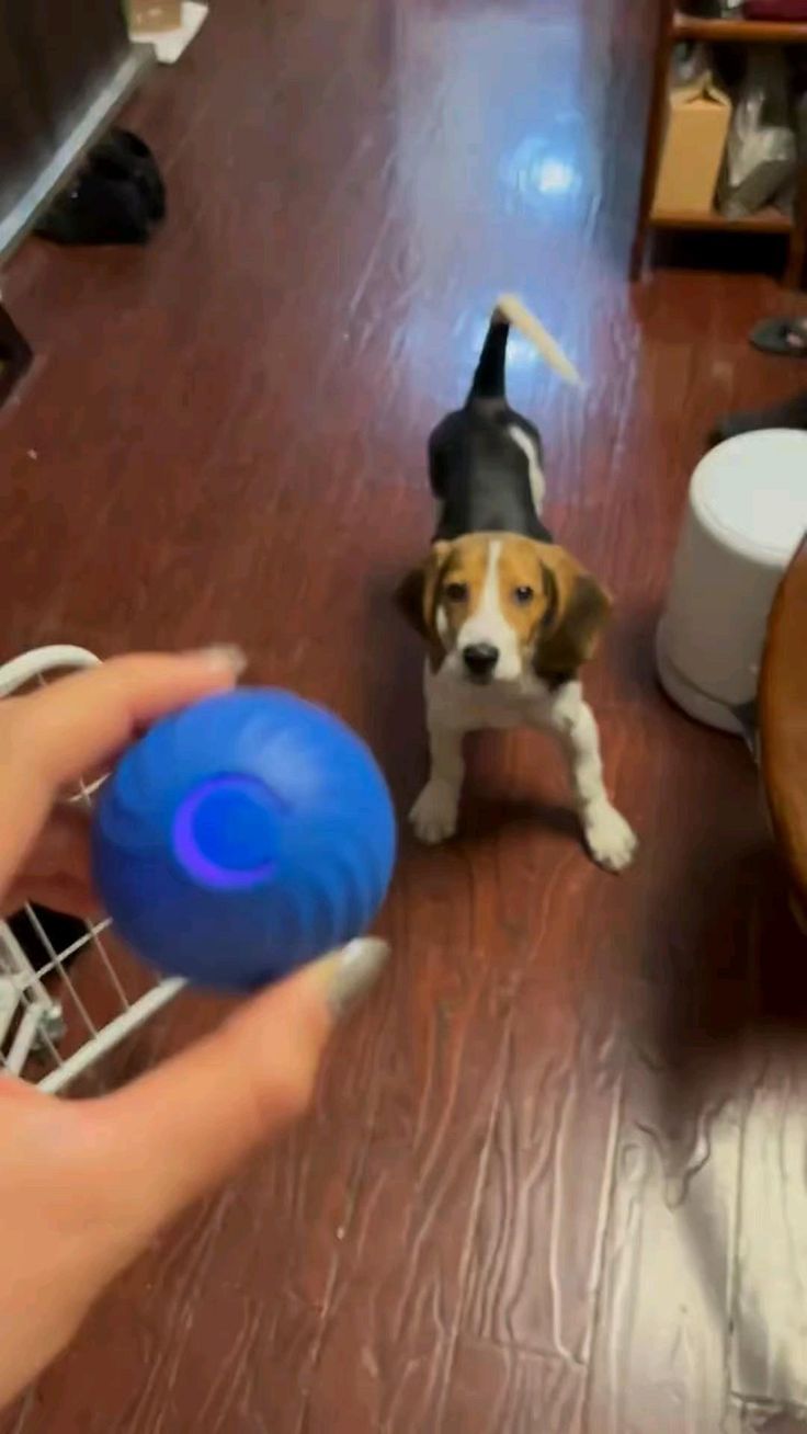 PawPal™ PlayMate Jumping Ball