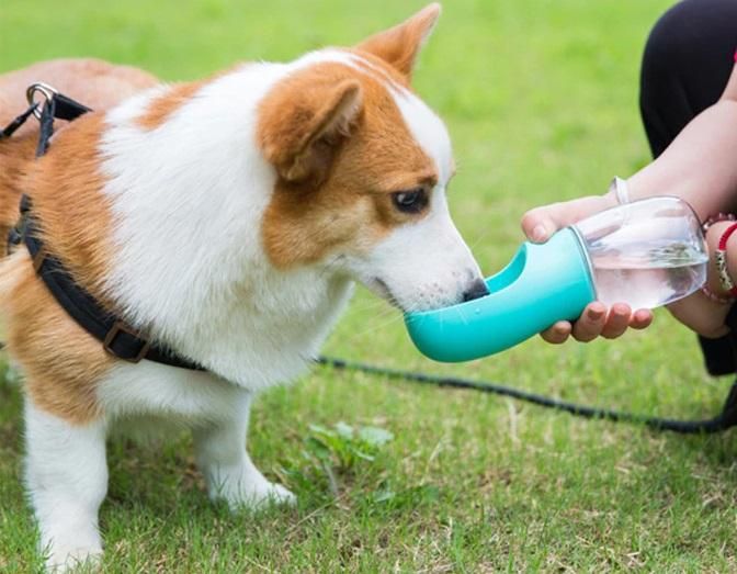 PawPal™ TravelMate Bottle (3-in-1)